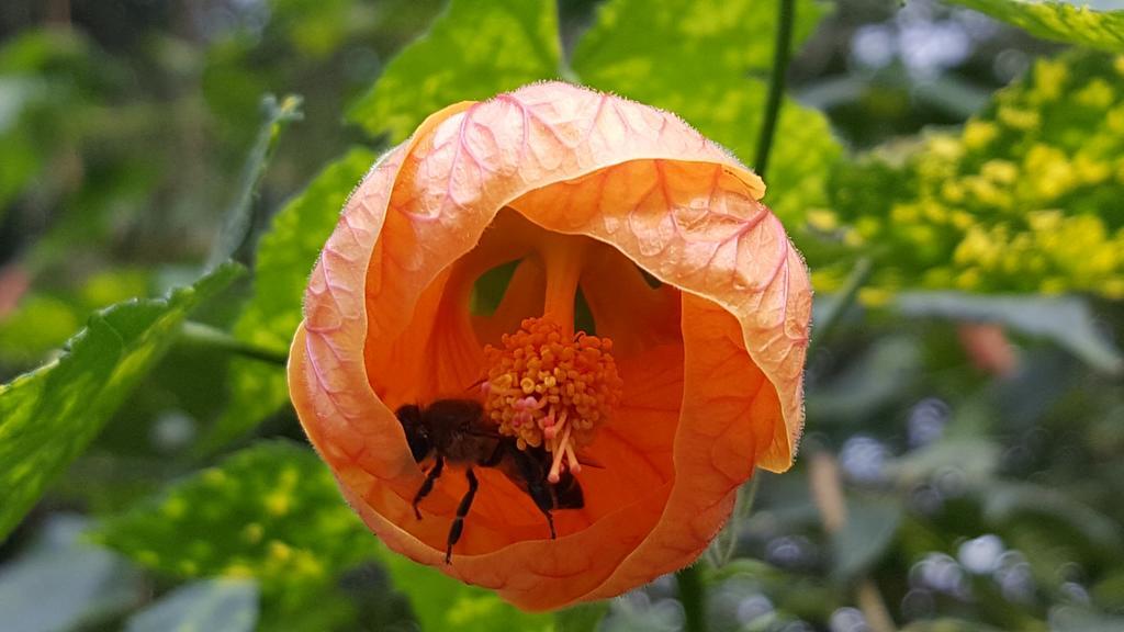Old Nectar Villa Stellenbosch Eksteriør bilde